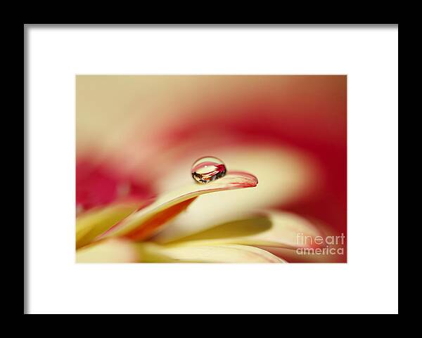 Floral Framed Print featuring the photograph Secret World in a Drop by Susan Gary