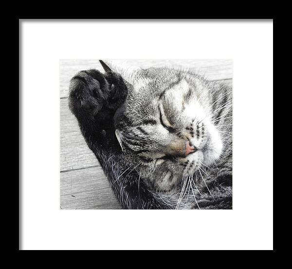 Cat Framed Print featuring the photograph see Mom I do clean my ears by Kim Galluzzo