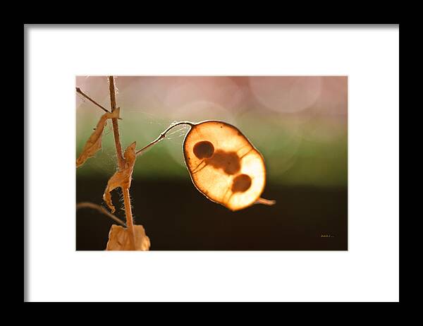 Seeds And Stems Framed Print featuring the photograph Seeds And Stems by Mitch Shindelbower