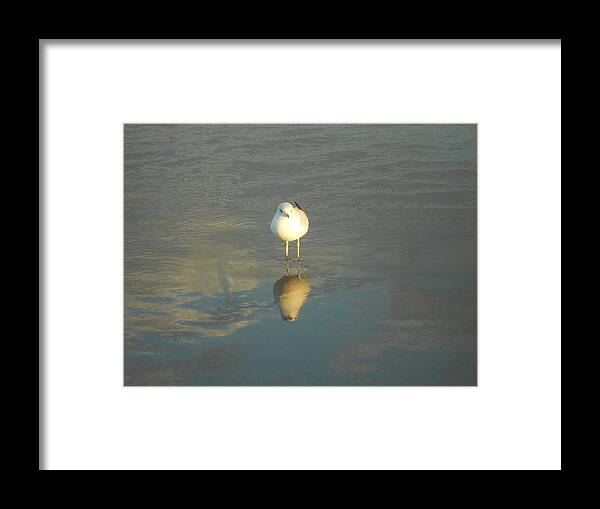 Seagull Framed Print featuring the photograph Seeing Double by Joe Burns