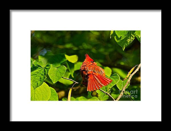Cardinal In Tree Framed Print featuring the photograph Seeya Later by Byron Varvarigos