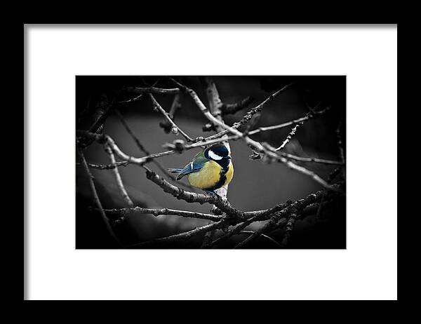 Chris Framed Print featuring the photograph Selective Bird by Chris Boulton