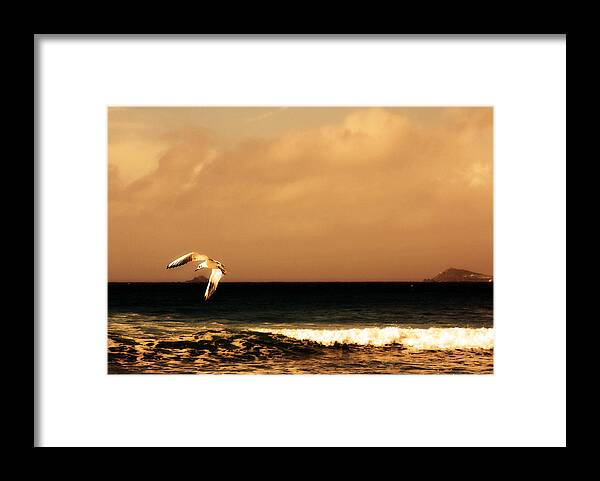 Seagull Framed Print featuring the photograph Sennen seagull by Linsey Williams