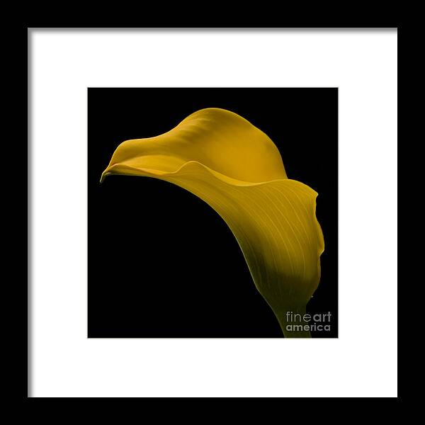 Calla Lily Framed Print featuring the photograph Sensuous Curves by Susan Candelario