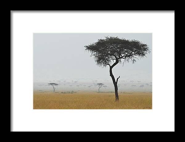 Africa Framed Print featuring the photograph Serengeti Acacia in the Mist by Joe Bonita