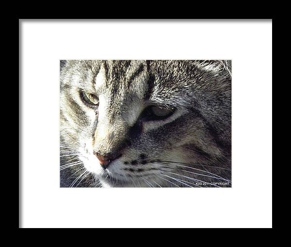 Cat Framed Print featuring the photograph Serious by Kim Galluzzo