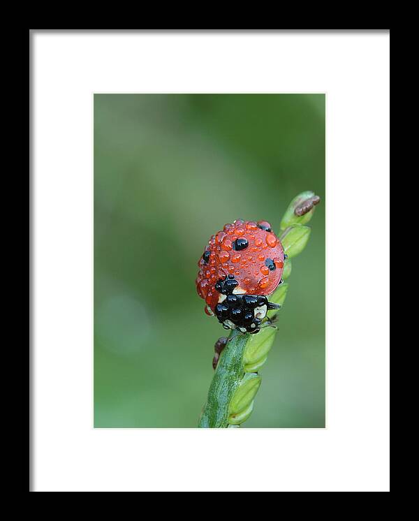 Nature Framed Print featuring the photograph Seven-spotted Lady Beetle On Grass With Dew by Daniel Reed