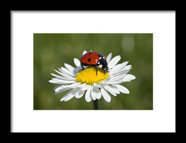 Mp Framed Print featuring the photograph Seven-spotted Ladybird Coccinella by Konrad Wothe