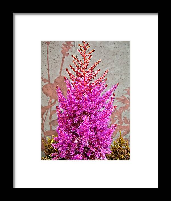 Astilbe Framed Print featuring the photograph Shadowing of Astilbe by Randy Rosenberger