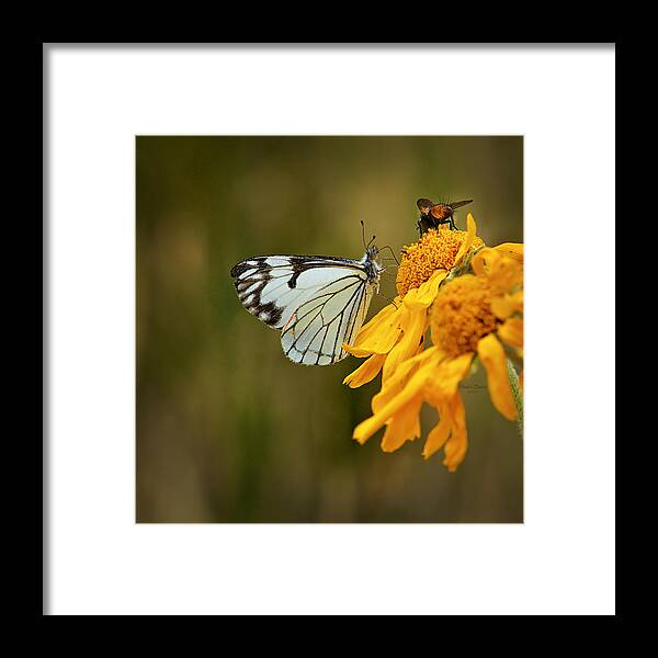Butterfly Framed Print featuring the photograph Sharing by Phyllis Denton