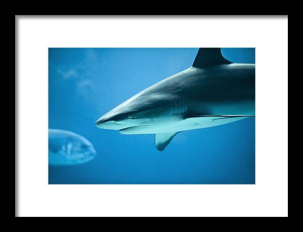 Caribbean Framed Print featuring the photograph Shark - Caribbean Reef Shark Aqua Marine Blue by Dave Allen
