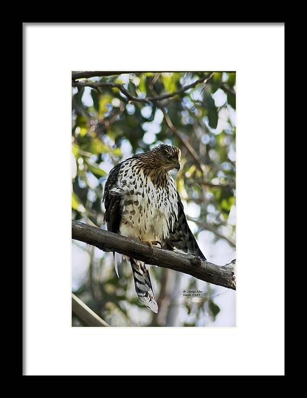 Sharp Shinned Hawk Framed Print featuring the photograph Sharp Shinned Hawk - Winged Stare -5459 by James Ahn