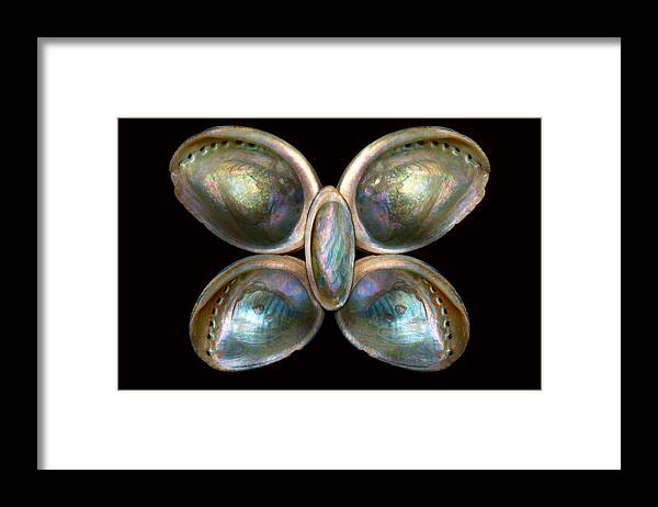 Butterfly Framed Print featuring the photograph Shell - Conchology - Devine Pearlescence by Mike Savad