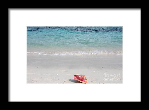 Shell Framed Print featuring the photograph Shell by Milena Boeva