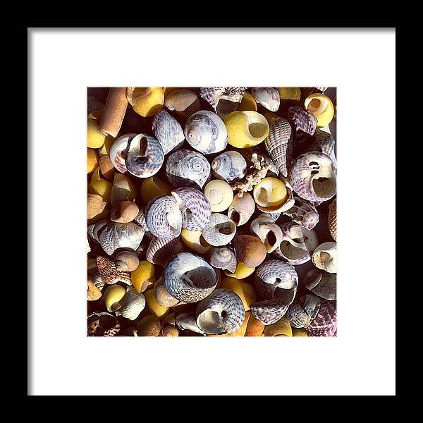 Shells Framed Print featuring the photograph Shells from Brittany by Nic Squirrell