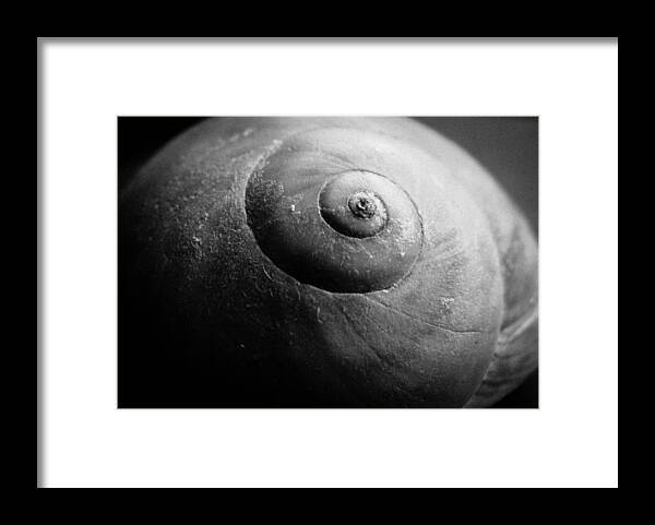Beach Framed Print featuring the photograph Shells No. 2 by Stacy Michelle Smith