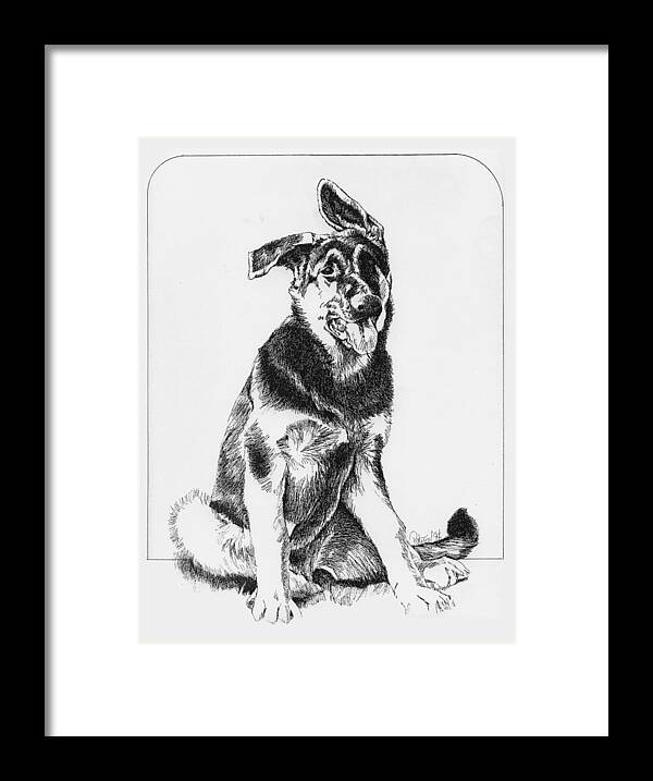 Dog Art Framed Print featuring the drawing Shepherd Pup by Patrice Clarkson