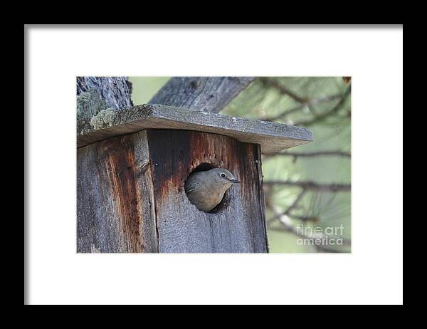 Bird Framed Print featuring the photograph She's Home by Dorrene BrownButterfield