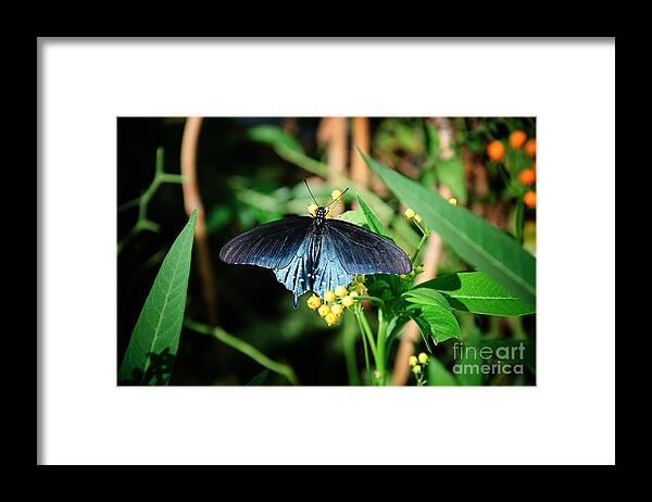 Beauty Framed Print featuring the photograph Shimmering Beauty by Andee Design