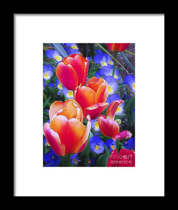 Tulips Framed Print featuring the photograph Shining Bright by Rory Siegel