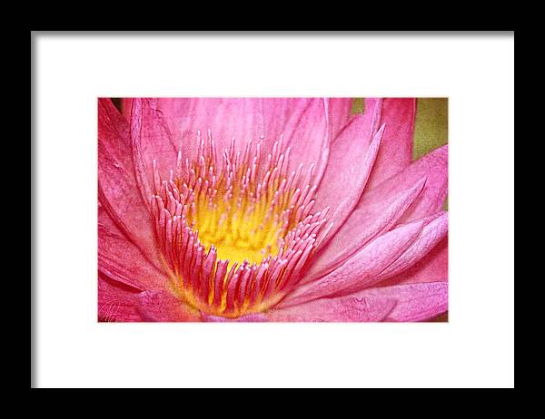 Pink Framed Print featuring the photograph Shining Pink by Margaret Hormann Bfa