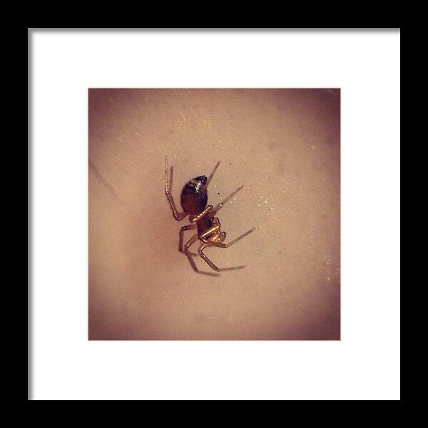 Golden Framed Print featuring the photograph #shiny #golden #tiny #spider #macro by Charles H