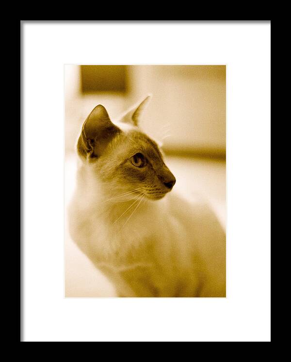 Feline Framed Print featuring the photograph Siamese Feline by Lenny Carter