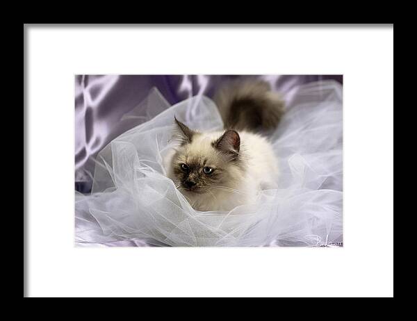 Cat Framed Print featuring the photograph Siberian kitty on lilac by Raffaella Lunelli