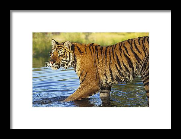 00172617 Framed Print featuring the photograph Siberian Tiger Walking by Tim Fitzharris