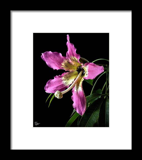 Flower Framed Print featuring the photograph Silk Flower by Endre Balogh