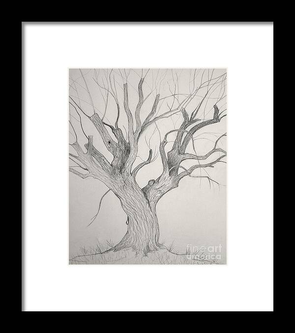 Silver Maple Framed Print featuring the drawing Silver Maple by Jackie Irwin