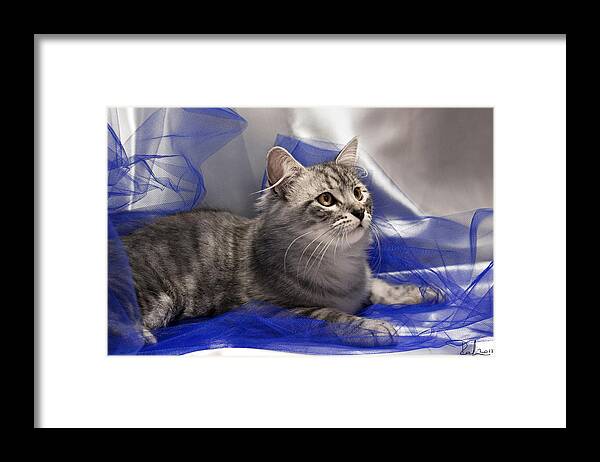Cat Framed Print featuring the photograph Silver siberian kitty on blue by Raffaella Lunelli