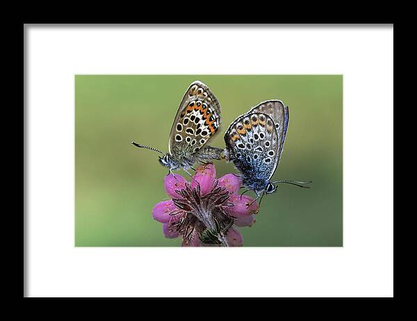 00280739 Framed Print featuring the photograph Silver-studded Blue Plebejus Argus by Rob Reijnen