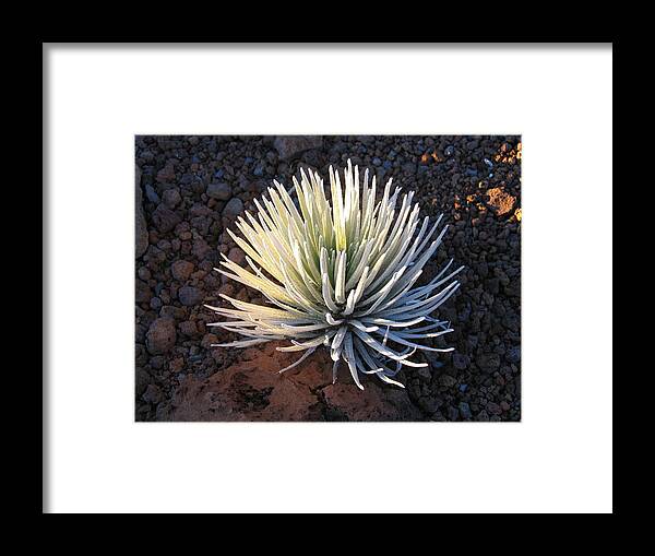 Silver Sword Framed Print featuring the photograph Silver Sword by Mark Norman