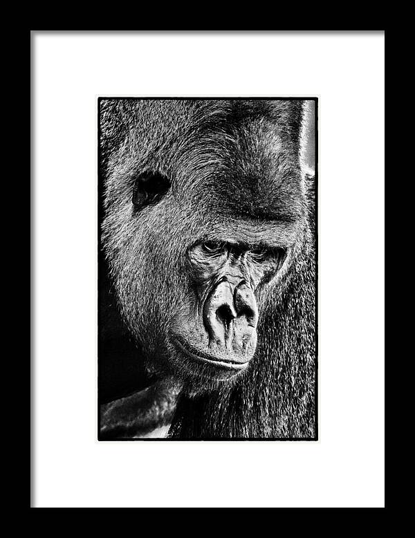 Gorilla Framed Print featuring the photograph Silverback Gorilla by Perla Copernik