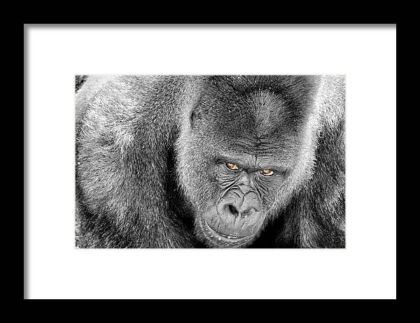 Ape Framed Print featuring the photograph Silverback Staredown by Jason Politte