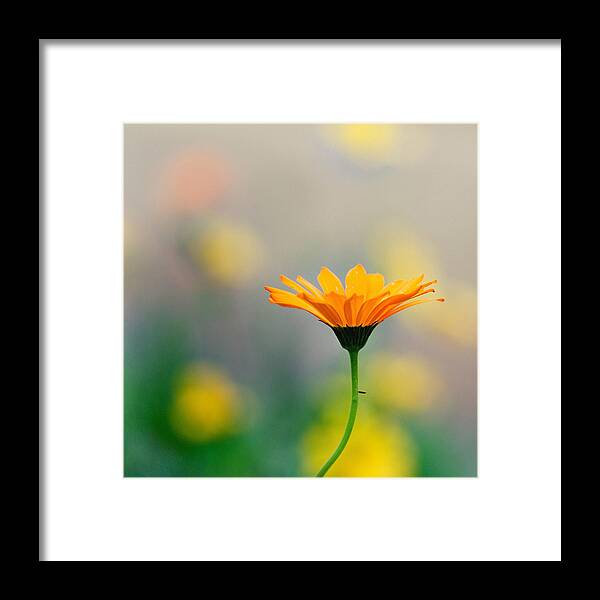 Wildflower Floral Yellow Tones Dof Bokeh Framed Print featuring the photograph Simplicity by Joel Olives