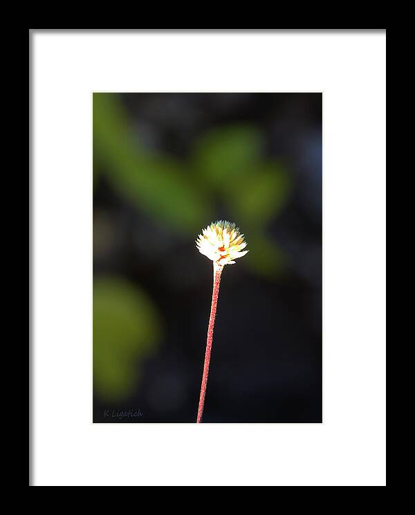 Floral Framed Print featuring the photograph Simplicity by Kerri Ligatich