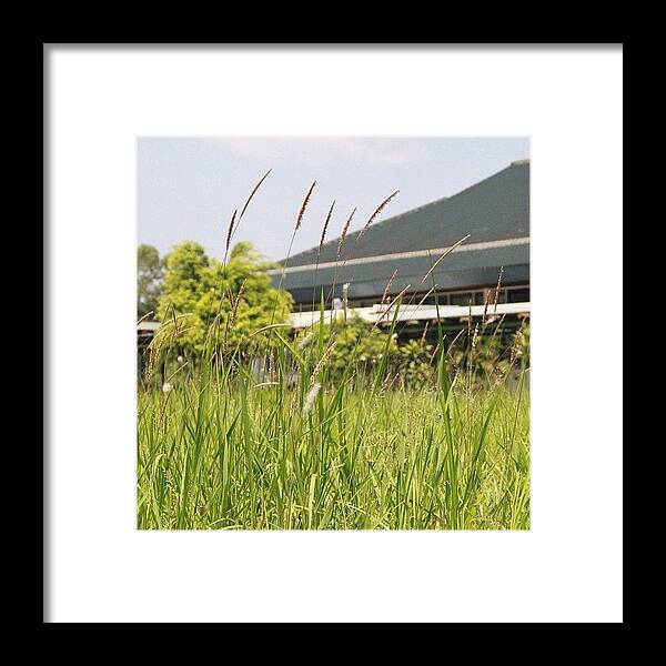 Bahrani Framed Print featuring the photograph Simply Grass Under The Focus Of The by Ahmed Oujan