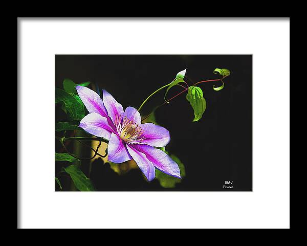 Climatis Framed Print featuring the photograph Single Climatis by Bonnie Willis