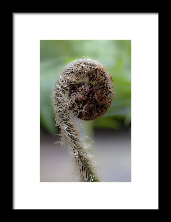 Nature Framed Print featuring the photograph Single Frond by Carole Hinding