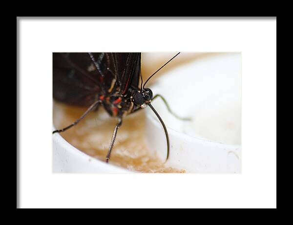 Hovind Framed Print featuring the photograph Sipping Nectar by Scott Hovind