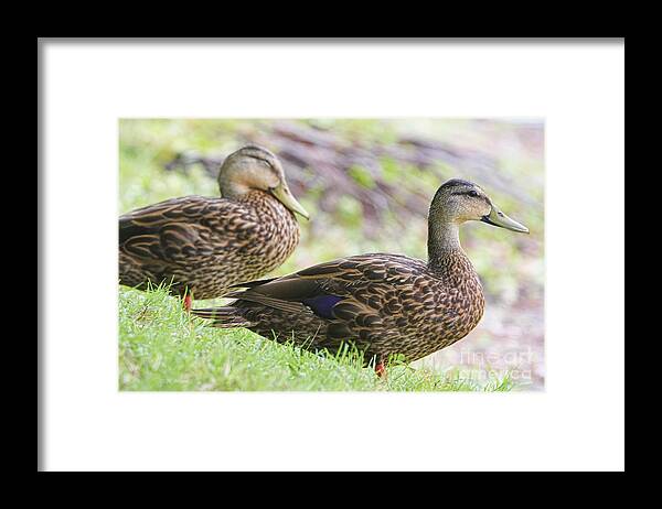Ducks Framed Print featuring the photograph Sitting On The Bank by Deborah Benoit