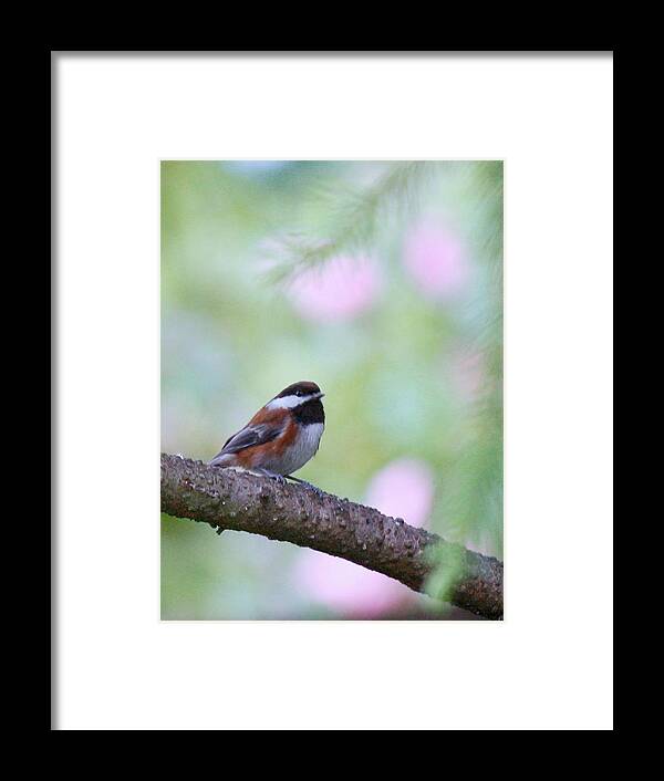 Bird Framed Print featuring the photograph Sitting Pretty by Chris Anderson