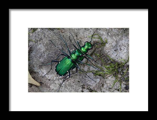Cicindela Sexguttata Framed Print featuring the photograph Six-Spotted Tiger Beetles Copulating by Daniel Reed