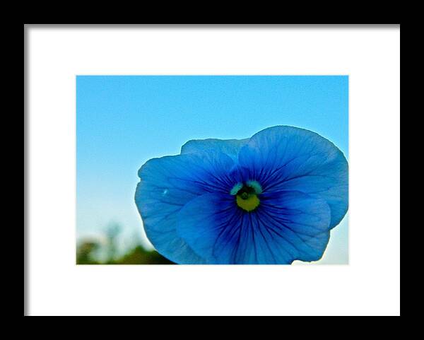 Pansy Framed Print featuring the photograph Sky Blue by Randy Rosenberger
