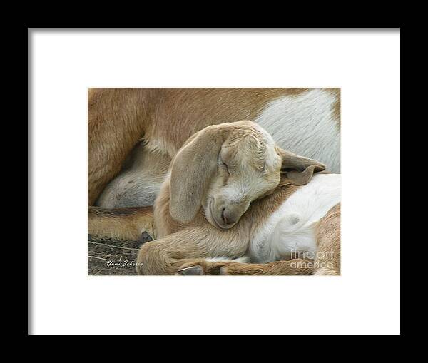 Baby Framed Print featuring the photograph Sleeping Beauty by Yumi Johnson