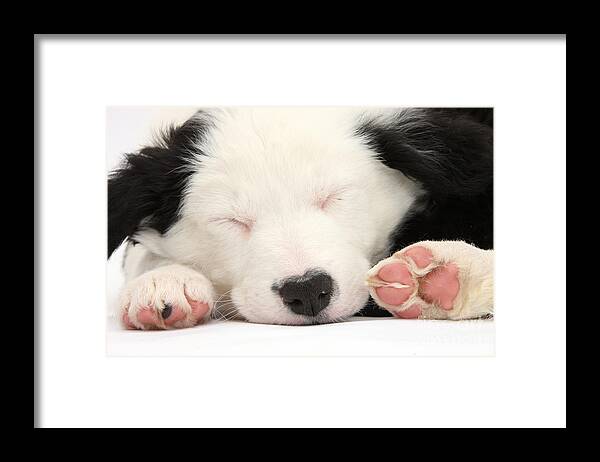 Nature Framed Print featuring the photograph Sleeping Border Collie Puppy by Mark Taylor