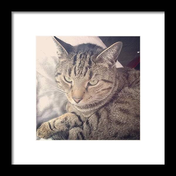 Petstagram Framed Print featuring the photograph Sleepy Baby:) #cat #cats #instacat by Sam Gilligan