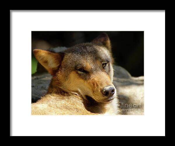 Animal Photograph Framed Print featuring the photograph Sleepy Wolf by Charles Lupica